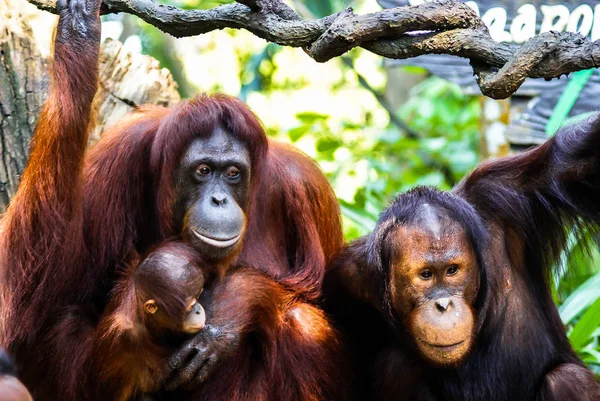 Dos orangután y bebé —  Fotos de Stock