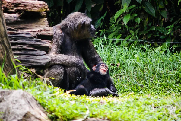 Chimpancé con nena —  Fotos de Stock