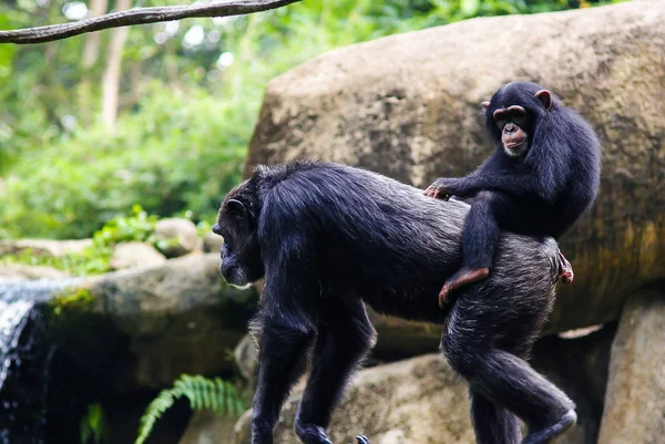 Chimpancé joven sentado en la espalda de la madre —  Fotos de Stock