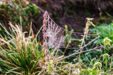 Orman sabahın erken saatlerinde. Örümcek ağı frost ile kaplıdır. Beyaz Rusya, Naliboki orman