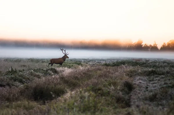 Ciervo rojo en el campo temprano en una mañana brumosa durante la rutina. B) — Foto de Stock