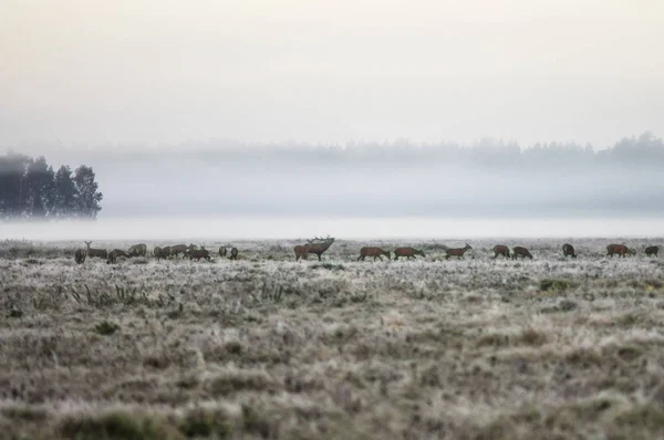 Una manada de ciervos temprano en la mañana brumosa camina en el campo dur — Foto de Stock
