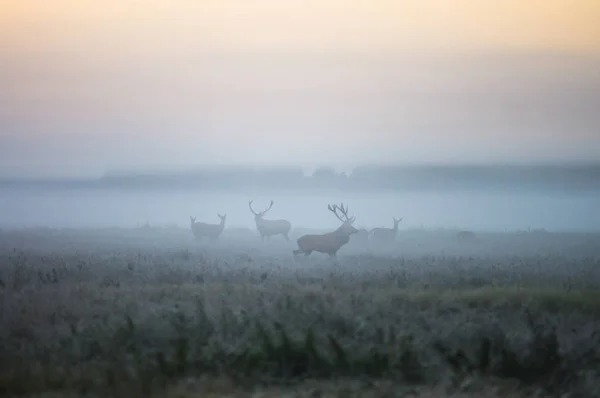 Dos machos de un ciervo rojo y varios ciervos caminan alrededor del campo en — Foto de Stock
