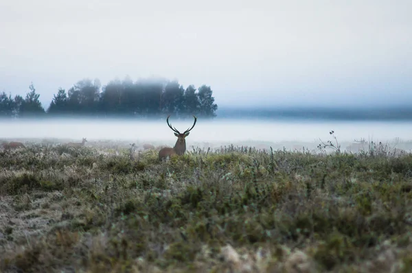 Ciervo rojo en el campo temprano en una mañana brumosa durante la rutina. B) — Foto de Stock