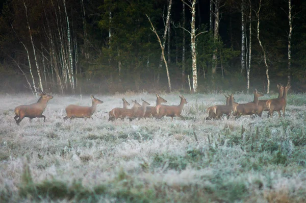 Red deer and several doe running across the field  in a foggy mo — Stock Photo, Image