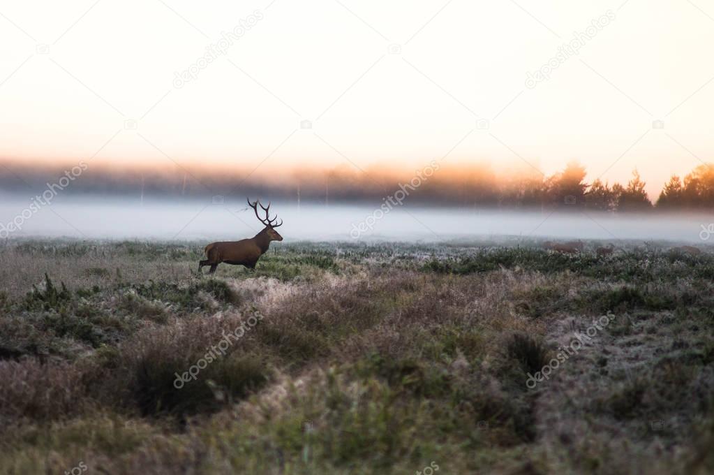 Red deer on the field early in a foggy morning during the rut. B