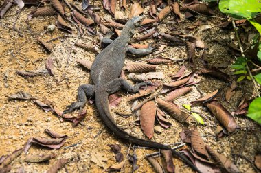 Varan düşen yapraklar ürkütüyor. Pulau Perhentian, Malaysi