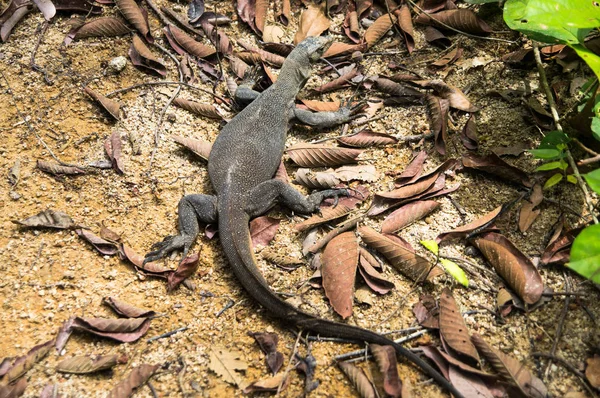 Varan düşen yapraklar ürkütüyor. Pulau Perhentian, Malaysi