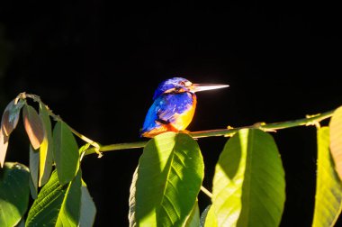Kingfisher Borneo ormanlarda bir şube oturmak. Malezya.