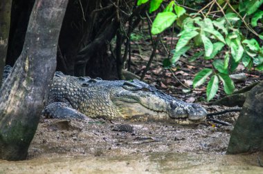 Timsah nehrin Kinabatangan çamur kıyısında gözlemliyor. Bo