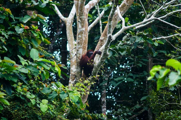 Vrouwelijke Borneose orang-oetan zitten op een boomtak. Borneo. Maleisië — Stockfoto