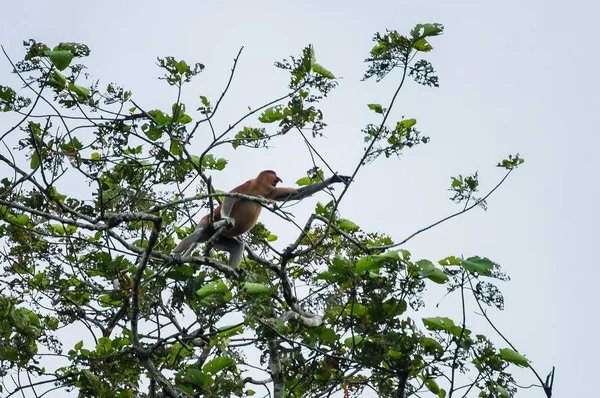 Neusaap of lang nosed monkey (Nasalis larvatus) verkenningen — Stockfoto
