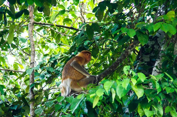 Scimmia proboscide o scimmia dal naso lungo (Nasalis larvatus) sedersi su — Foto Stock