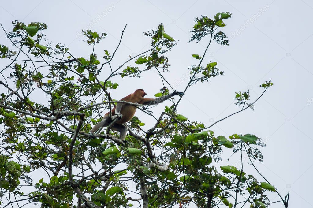 Proboscis monkey or long nosed monkey (Nasalis larvatus) crawls 