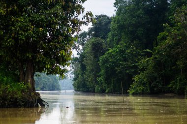 Boyunca kinabatangan nehir, Sabah, Borneo yağmur ormanları. Malezya