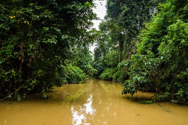 Exuberante floresta tropical ao longo da água amarela afluente do rio Kinabatangan — Fotografia de Stock