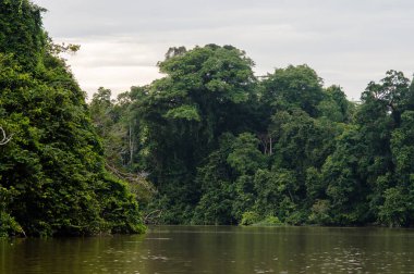Boyunca kinabatangan nehir, Sabah, Borneo yağmur ormanları. Malezya.