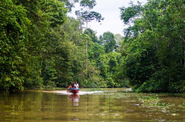 Tropic tarafından çevrili Kinabatangan Nehri boyunca tekne yelken