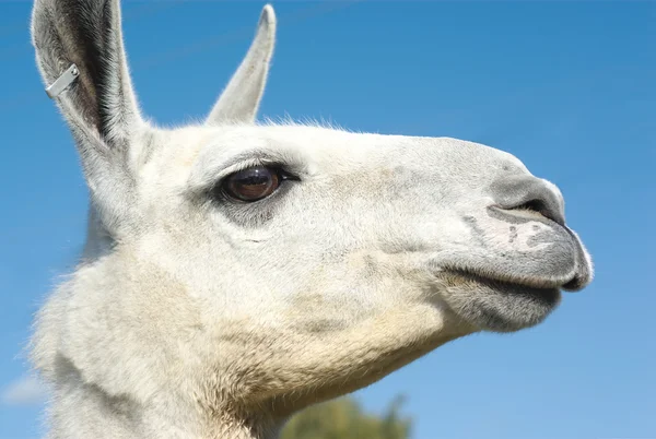 Branco lama cabeça perfil vista no céu azul — Fotografia de Stock