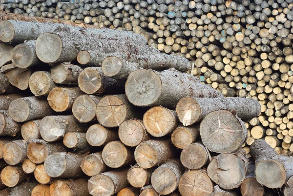 Troncos de madera apilados en el aserradero — Foto de Stock