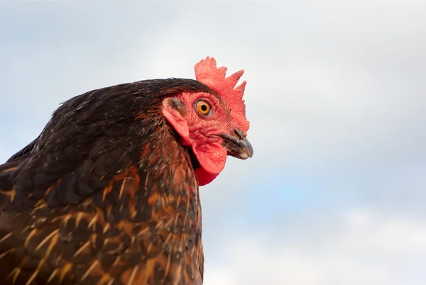 Fekete tyúk csirke közeli portré a szürke, felhős ég — Stock Fotó