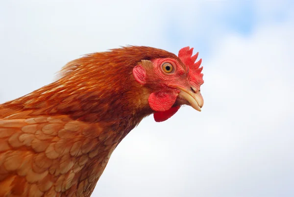 Poulet brun poule portrait vue de côté sur fond ciel — Photo