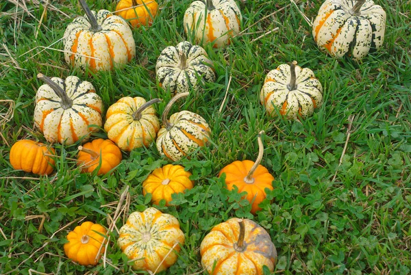 Mini abóboras decorativas na grama para halloween ou ação de graças — Fotografia de Stock