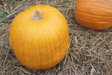 Ekim ayında çiftliğinde saman üzerinde Halloween veya Şükran kabak