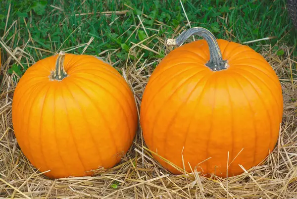 Dos calabazas en paja para Halloween o Acción de Gracias — Foto de Stock