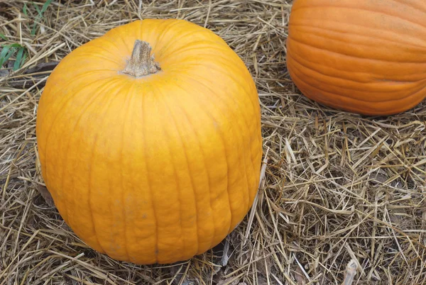 Halloween o calabaza de acción de gracias en paja en la granja en octubre — Foto de Stock
