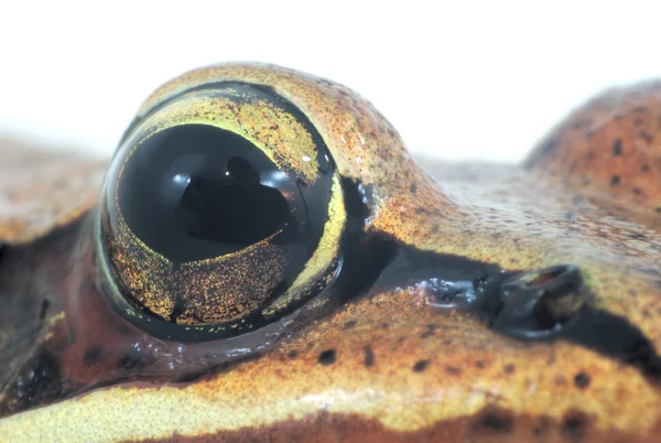 Augen oder ein Frosch Nahaufnahme auf weißem Hintergrund — Stockfoto