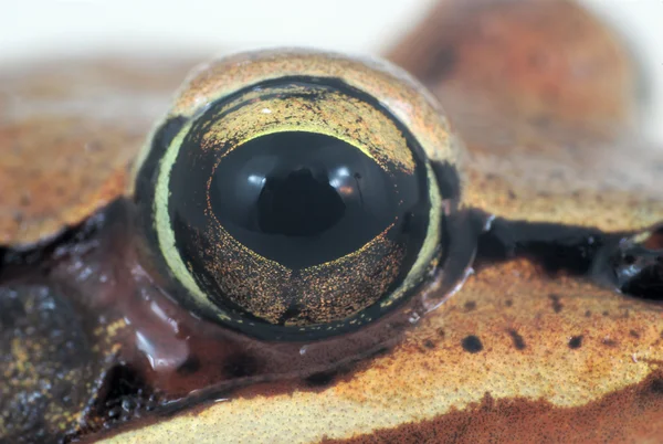 Frösche Auge Makro Nahaufnahme braune Haut Amphibie — Stockfoto