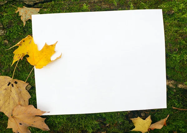 White page for writing in nature background autumn leaves card and peet moss Royalty Free Stock Images