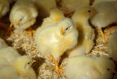 doğal güneş ışığı bebek tavuk civciv Tavuk coop