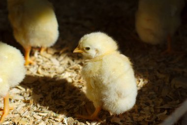 sarı bebek civcivlerin Tavuk coop doğal ışık