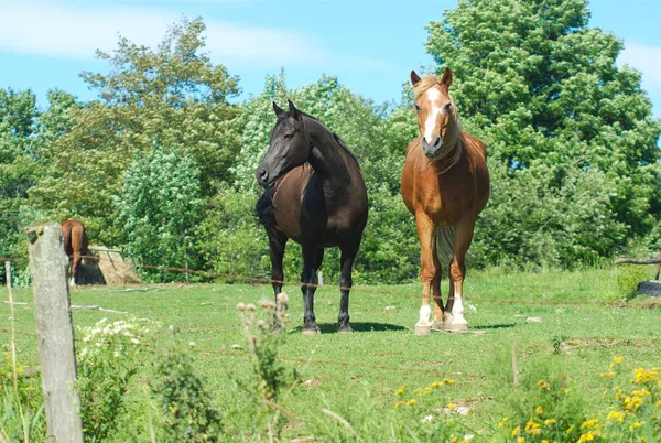 Cavalos castanhos e pretos em pé no recinto de campo verde — Fotografia de Stock