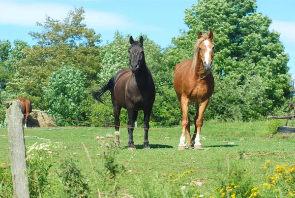 Caballos en un campo verde hierba recinto rancho paisaje rural —  Fotos de Stock