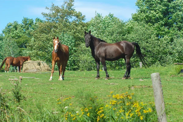 Caballos en un campo verde hierba recinto rancho paisaje rural —  Fotos de Stock