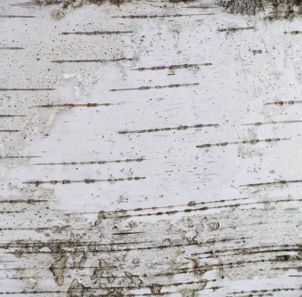 Plata abedul cáscara textura gris fondo blanco — Foto de Stock