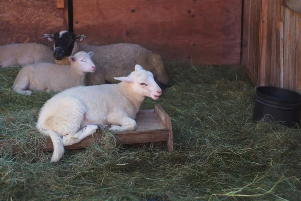 Schafe in einer Scheune, die auf Heu ruhen — Stockfoto