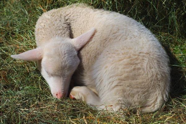 Біла вівця відпочиває в сіні — стокове фото