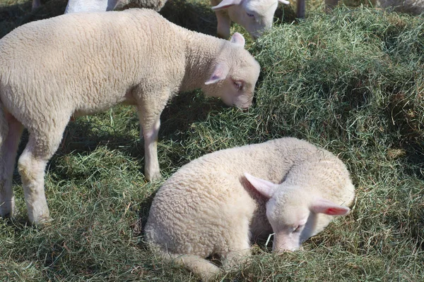 Witte schapen eten en rusten in het hooi — Stockfoto