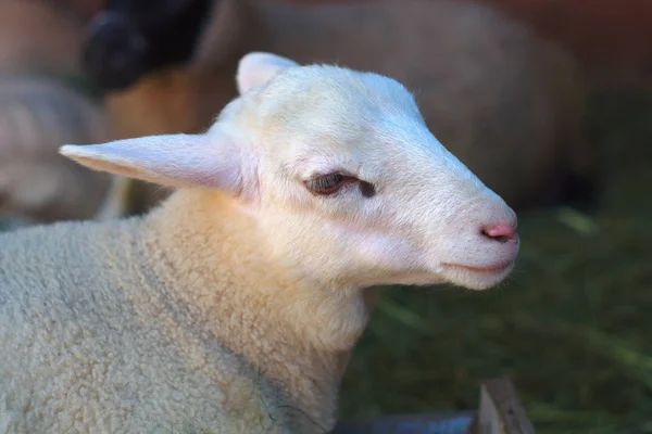 Sheep portrait in a barn with hay — Stock Photo, Image