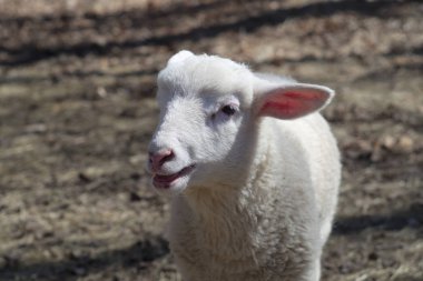 Genç koyun beyaz kuzu portre izole