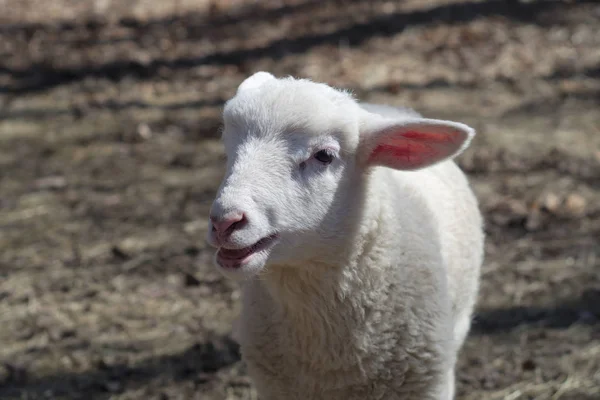 Jonge schapen witte lam staand geïsoleerd — Stockfoto