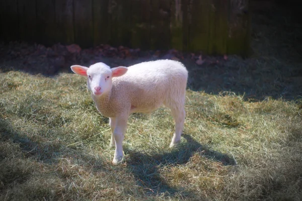 Baranek biały portret owiec w rolnictwo siano hodowli zwierząt gospodarskich — Zdjęcie stockowe