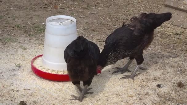 Zwarte kippen buiten kip pluimvee landbouw haan — Stockvideo