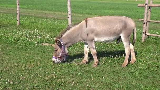 Ezel eten gras behuizing boerderij grijze mannelijke land mammal — Stockvideo