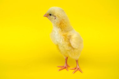 küçük kıza sarı arka plan bebek tavuk çiftlik hayatı
