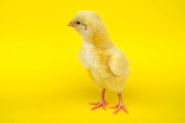 黄色の背景の赤ちゃん鶏農場生活の小さなひよこ — ストック写真